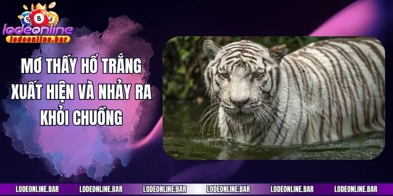 Mơ thấy hổ trắng xuất hiện và nhảy ra khỏi chuồng